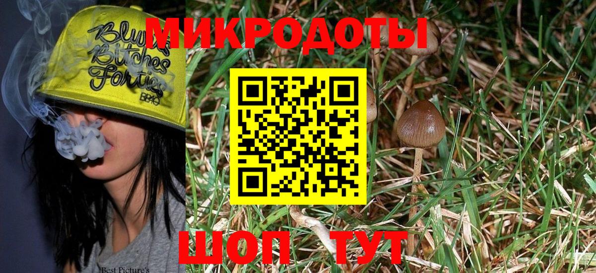 Псилоцибиновые грибы Psilocybe Георгиевск